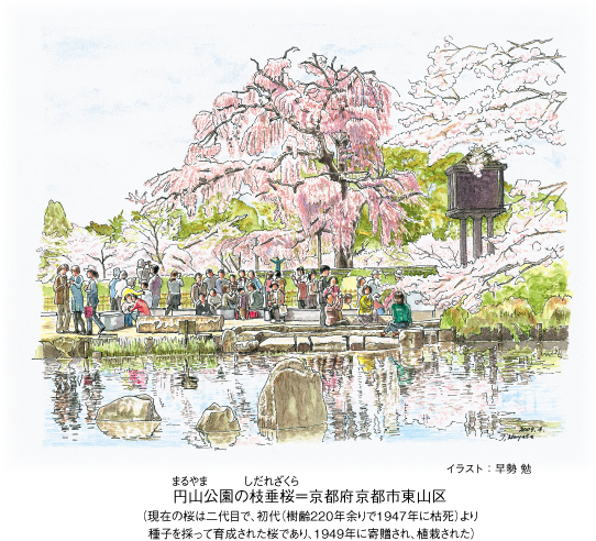 円山公園の枝垂桜イラスト 