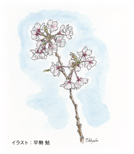 桜の小枝イラスト