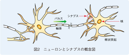 図2　ニューロンとシナプスの概念図