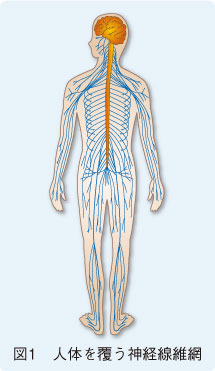 図1　人体を覆う神経線維網